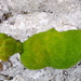 Colobanthus subulatus - Photo (c) Frin Ross, algunos derechos reservados (CC BY-NC), subido por Frin Ross