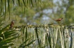 Campylorhynchus chiapensis