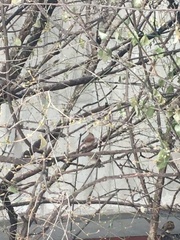 Cardinalis cardinalis cardinalis