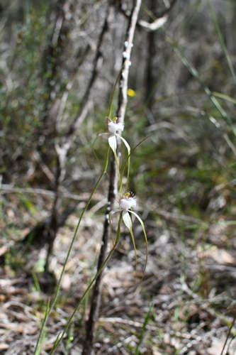 Sandplain White Spider Orchid (Caladenia speciosa)