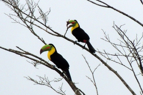 Ramphastos sulfuratus