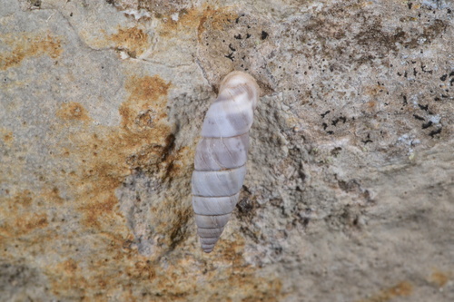 Solatopupa similis, Casteljau, 07460 Berrias-et-Casteljau, France, photo 9 of 10