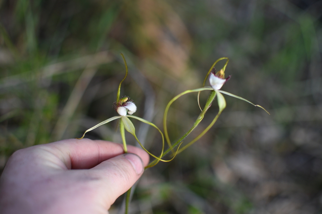 Caladenia swartsiorum