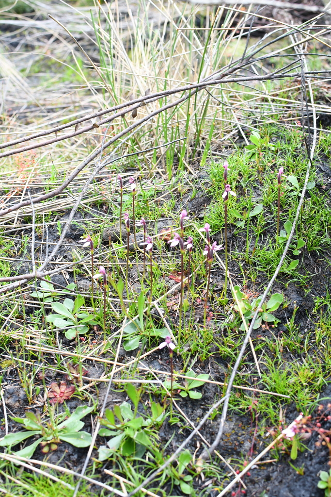 Eriochilus tenuis