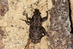 Pantomorus postfasciatus
