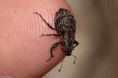 Pantomorus postfasciatus