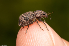 Pantomorus postfasciatus