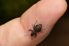 Pantomorus postfasciatus