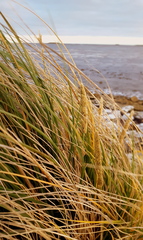 Poa flabellata