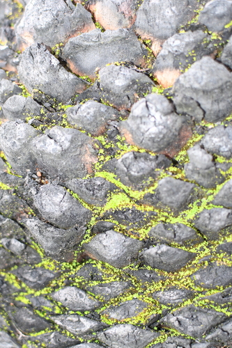 Djiriji Moss (Calymperastrum latifolium)