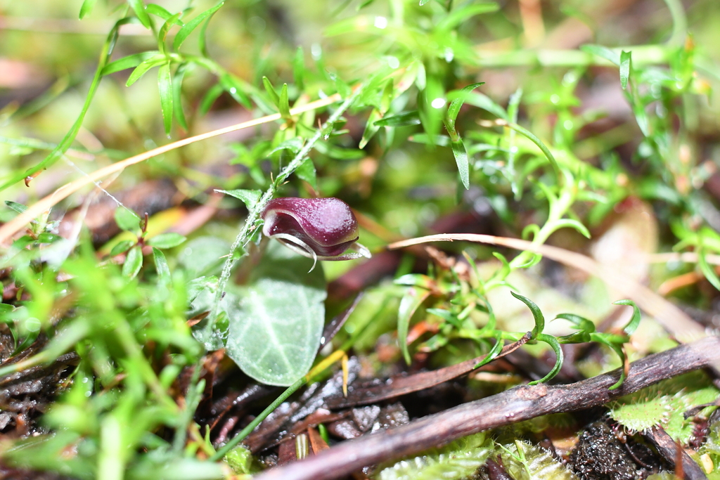 Corybas abditus