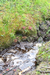 Drosera hamiltonii