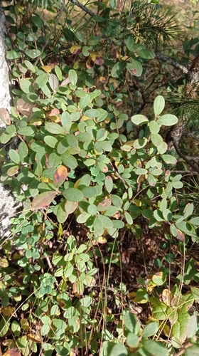 Наблюдение на iNaturalist