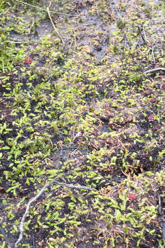 Brownseya serpentina, 2025-09-29