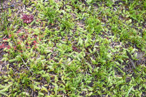 Brownseya serpentina, 2025-09-29