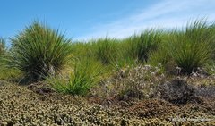 Poa flabellata
