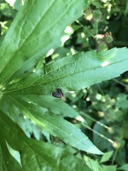 Eutreta noveboracensis