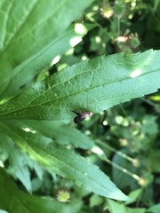 Eutreta noveboracensis