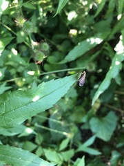 Eutreta noveboracensis