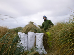 Poa flabellata