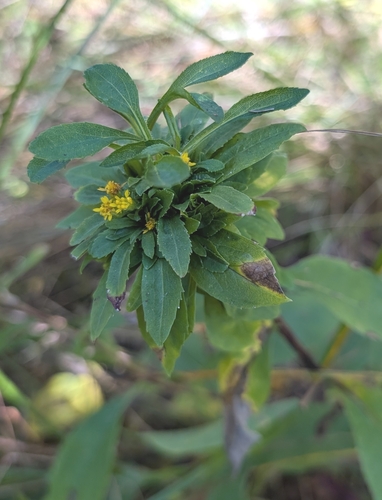 Unknown species found near East Lansing, MI 48823, USA