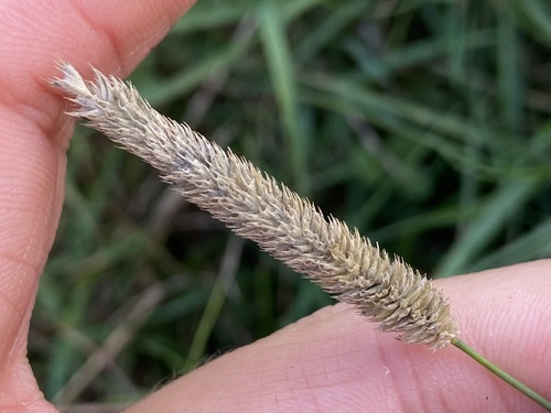 Phleum bertolonii, photograph 3