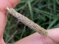 Phleum bertolonii, photograph (c) Joss Carr, some rights reserved (CC BY)