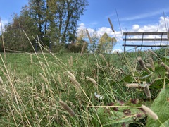 Phleum bertolonii, photograph (c) Joss Carr, some rights reserved (CC BY)