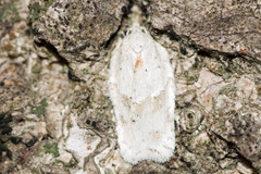 Acleris logiana