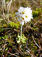 Primula magellanica