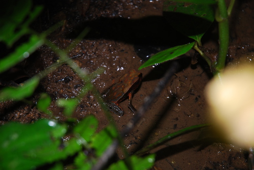 Rhaebo haematiticus