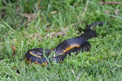 Western Tiger Snake sighting