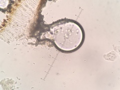 Spirographa pyramidalis
