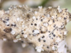 Spirographa pyramidalis