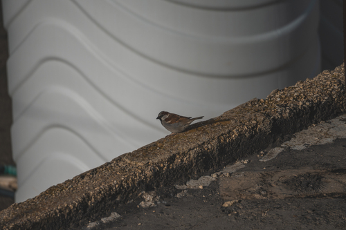 House Sparrow