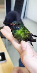 Chrysuronia grayi