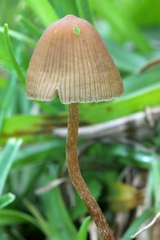 Psilocybe mexicana
