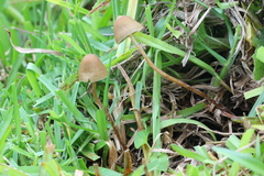 Psilocybe mexicana