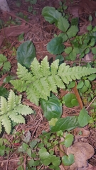 Polypodiopsida