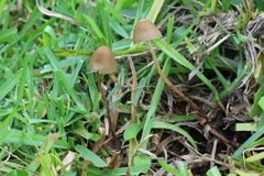 Psilocybe mexicana