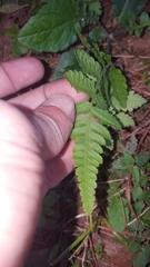 Polypodiopsida