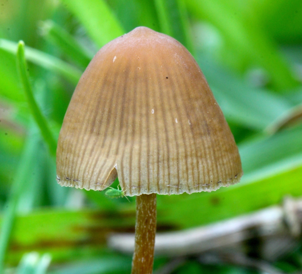 Psilocybe mexicana
