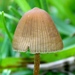 Psilocybe mexicana - Photo (c) Alan Rockefeller, some rights reserved (CC BY), uploaded by Alan Rockefeller