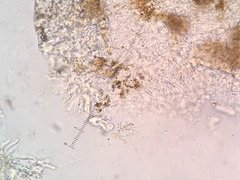 Spirographa pyramidalis