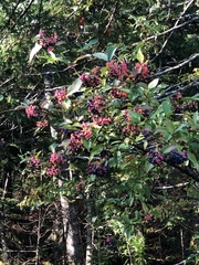 Viburnum cassinoides image