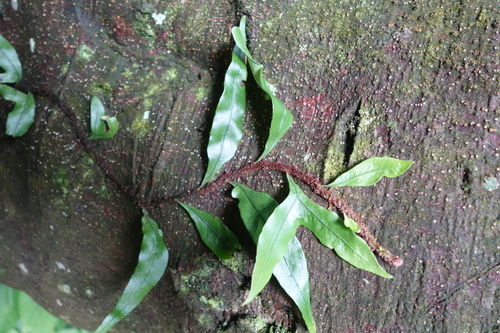 Lepisorus superficialis, photograph 2