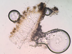 Spirographa pyramidalis