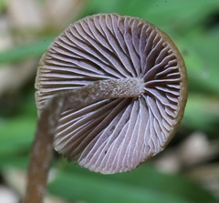 Psilocybe mexicana