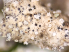 Spirographa pyramidalis