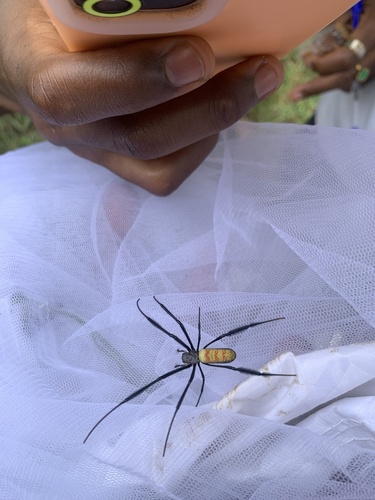 Hairy Golden Orb-weaving Spider